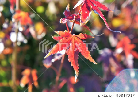 色づく紅葉 96817017