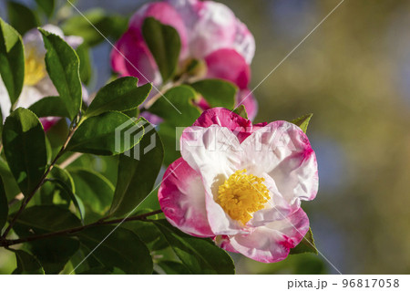 サザンカ サザンカ 96817058