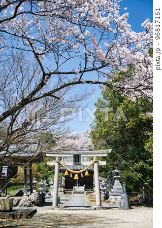 虎御前山の春2022年 虎御前山の春2022年 96817161