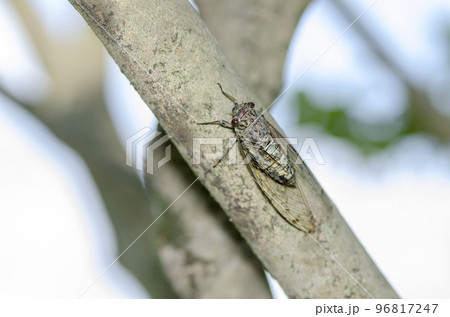 つくつくぼーし様 ツクツクボウシ - Wikipedia