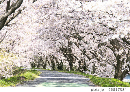 宮部かすみ堤の桜2022年 96817384