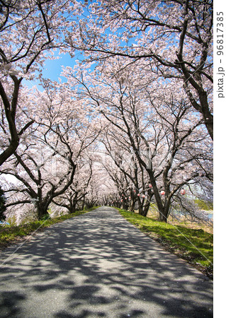 宮部かすみ堤の桜2022年 96817385