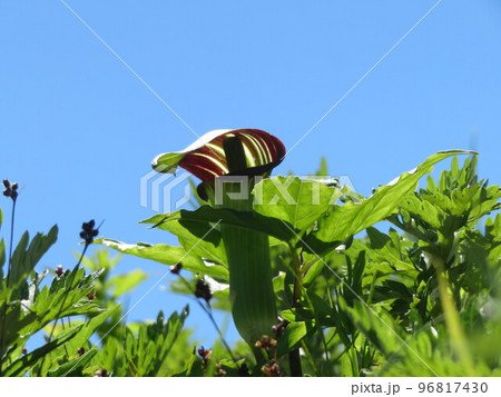 青空とマムシグサの仲間 96817430