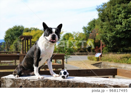 大好きなドックランで楽しく遊んだサッカーボールを前に置いて可愛く見つめるボストンテリアのマイティ君♡ 96817495