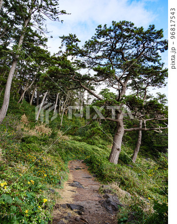 冬の城ヶ崎海岸 96817543