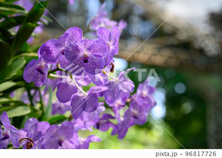 Purple Vanda orchid flower blossom in garden 96817726