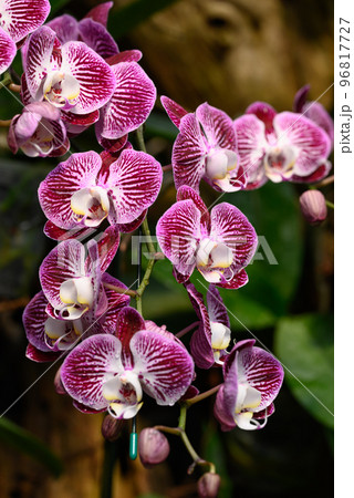 Pink Phalaenopsis orchid flower blossom in garden 96817727