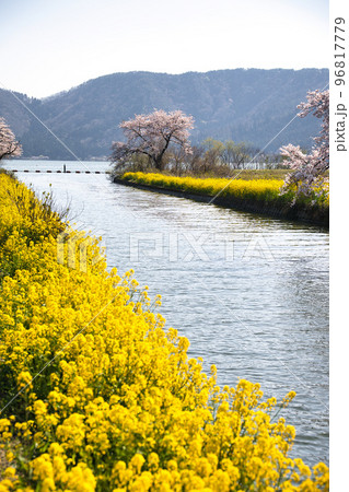余呉湖の桜2022年春 96817779