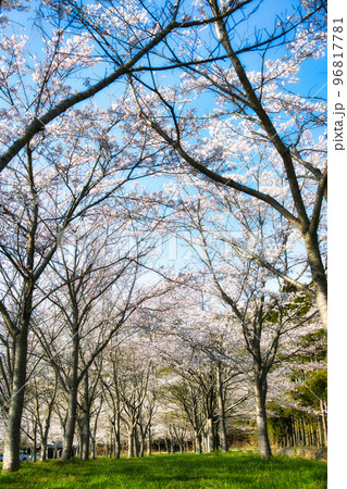 余呉湖の桜2022年春 96817781