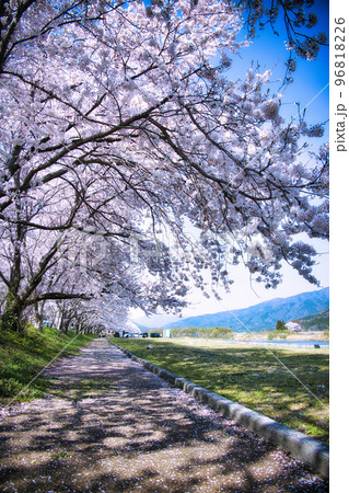 高時川堤防の桜並木2022年 高時川堤防の桜並木2022年 96818226