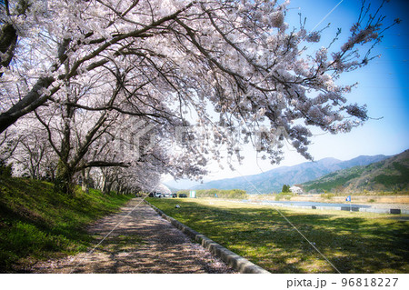 高時川堤防の桜並木2022年 高時川堤防の桜並木2022年 96818227
