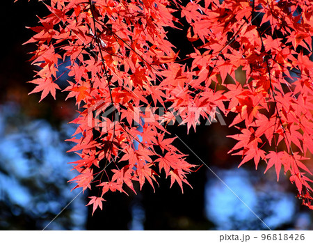 鮮やかな紅葉 96818426