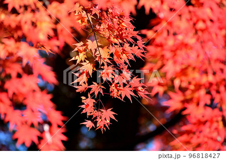 鮮やかな紅葉 鮮やかな紅葉 96818427