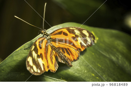 American monarch, Danaus plexippus, resting on a green leaf American monarch, Danaus plexippus, resting on a green leaf 96818489