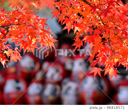 少林山達磨寺の紅葉と縁起達磨 96818571