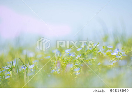 春の草原に咲く小さな花たちの写真素材 [96818640] - PIXTA