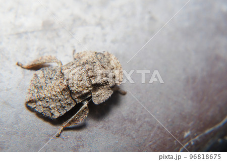 ミミズクの幼虫 ミミズクの幼虫 96818675