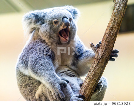 ユーモラスでかわいいコアラ ユーモラスでかわいいコアラ 96818928