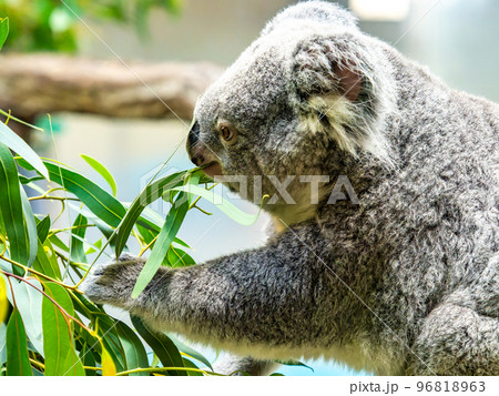 ユーモラスでかわいいコアラ 食事中 ユーモラスでかわいいコアラ 食事中 96818963