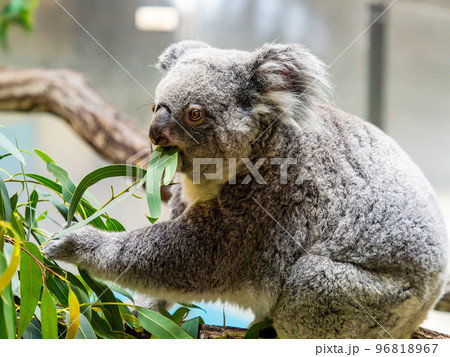 ユーモラスでかわいいコアラ 食事中 ユーモラスでかわいいコアラ 食事中 96818967