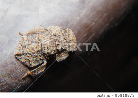 ミミズクの幼虫 96818975