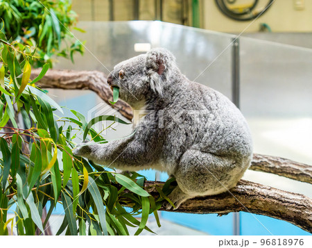 ユーモラスでかわいいコアラ 食事中 ユーモラスでかわいいコアラ 食事中 96818976