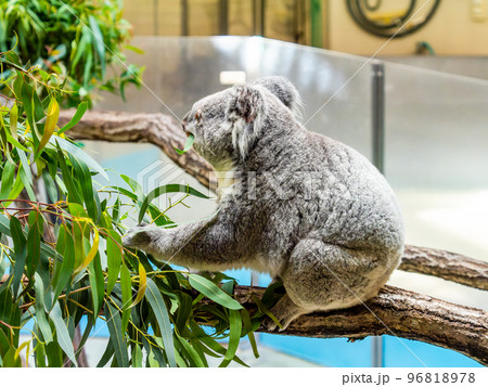 ユーモラスでかわいいコアラ 食事中 ユーモラスでかわいいコアラ 食事中 96818978