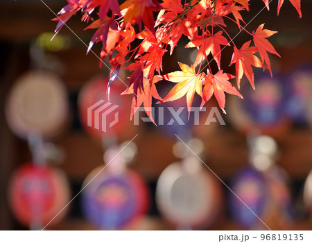 少林山達磨寺の紅葉とだるま絵馬 少林山達磨寺の紅葉とだるま絵馬 96819135
