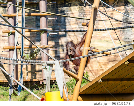 子どものオランウータンのかわいい姿 96819178