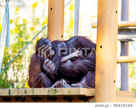 親子で戯れるオランウータンのかわいい姿 96819184