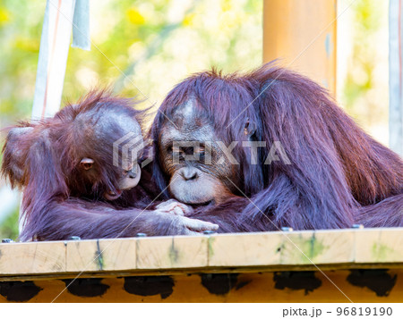 親子で戯れるオランウータンのかわいい姿 96819190