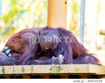 親子で戯れるオランウータンのかわいい姿 親子で戯れるオランウータンのかわいい姿 96819196