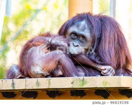 親子で戯れるオランウータンのかわいい姿 96819198