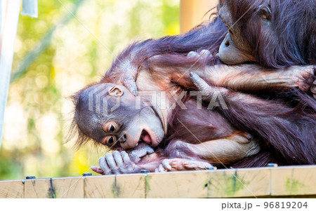 親子で戯れるオランウータンのかわいい姿 親子で戯れるオランウータンのかわいい姿 96819204