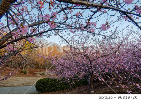 港北ニュータウン・茅ヶ崎公園の河津桜 96819720