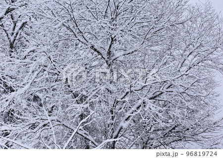 雪 96819724