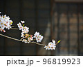桜と日本家屋 96819923