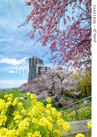 多摩川の堤防の菜の花とサクラ 多摩川の堤防の菜の花とサクラ 96819945