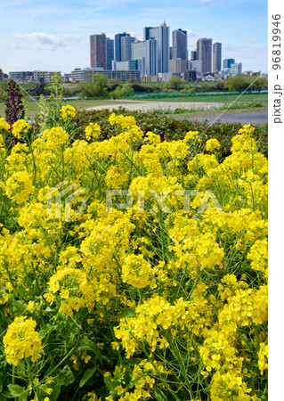 多摩川堤防の菜の花と武蔵小杉のタワーマンション群 多摩川堤防の菜の花と武蔵小杉のタワーマンション群 96819946