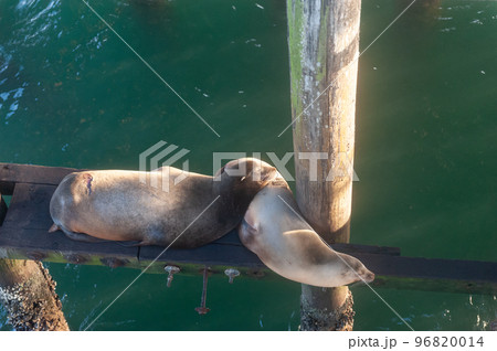Sea Lions resting under the Santa Cruz Whart Sea Lions resting under the Santa Cruz Whart 96820014