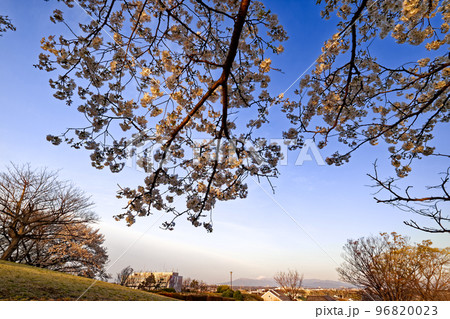 港北ニュータウン・月出松公園のサクラと富士山の眺め 96820023