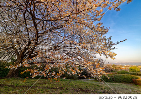 港北ニュータウン・月出松公園のサクラと富士山の眺め 96820028