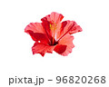 Beautiful red Hibicus flower isolated on white background 96820268
