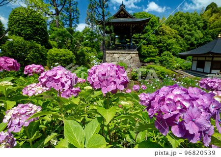 港北ニュータウンのアジサイ寺 96820539