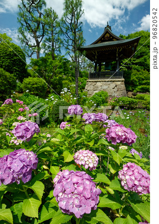 港北ニュータウンのアジサイ寺 港北ニュータウンのアジサイ寺 96820542