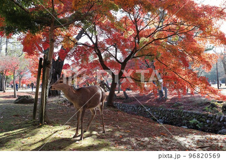 奈良公園の紅葉 奈良公園の紅葉 96820569