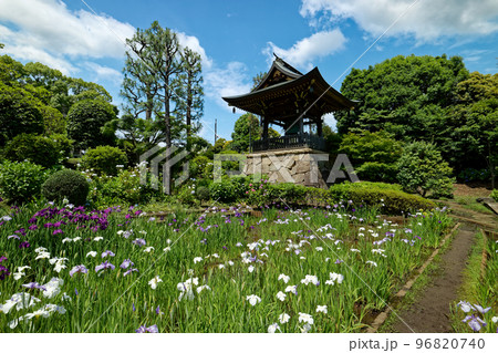 港北ニュータウンの寺院の花菖蒲 港北ニュータウンの寺院の花菖蒲 96820740