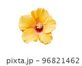 yellow flower isolated on a white background  96821462
