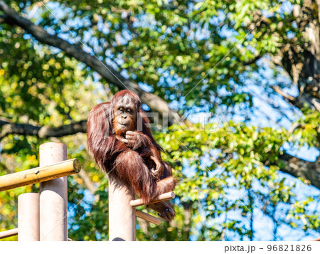 のんびり寛ぐオランウータンの姿 のんびり寛ぐオランウータンの姿 96821826