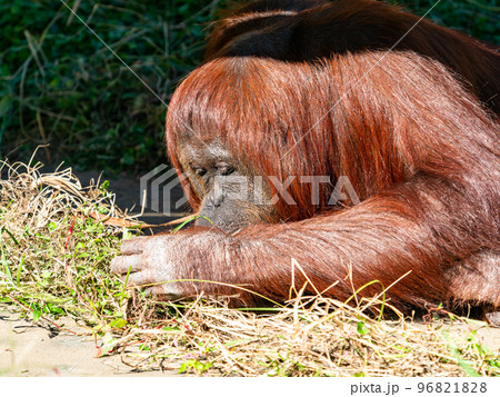 のんびり寛ぐオランウータンの姿 96821828
